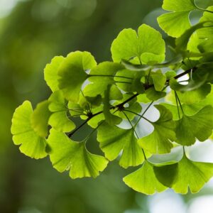 Ginkgo