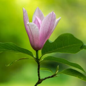 Magnolia