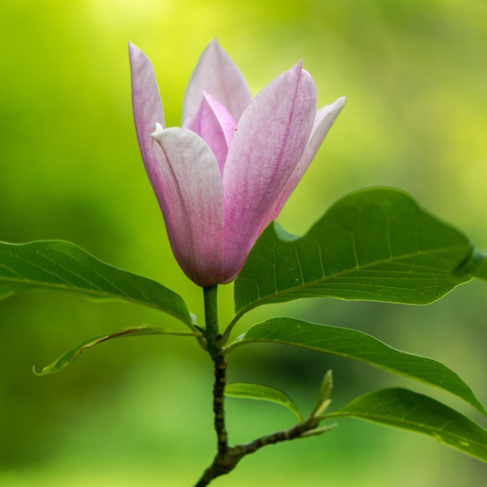 Magnolia
