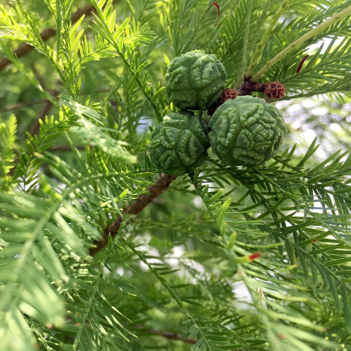 Cipresso calvo o delle paludi
