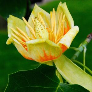 Liriodendro o Albero dei tulipani