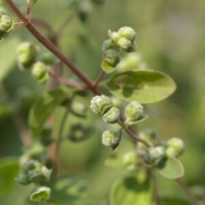 Giardini di piante aromatiche