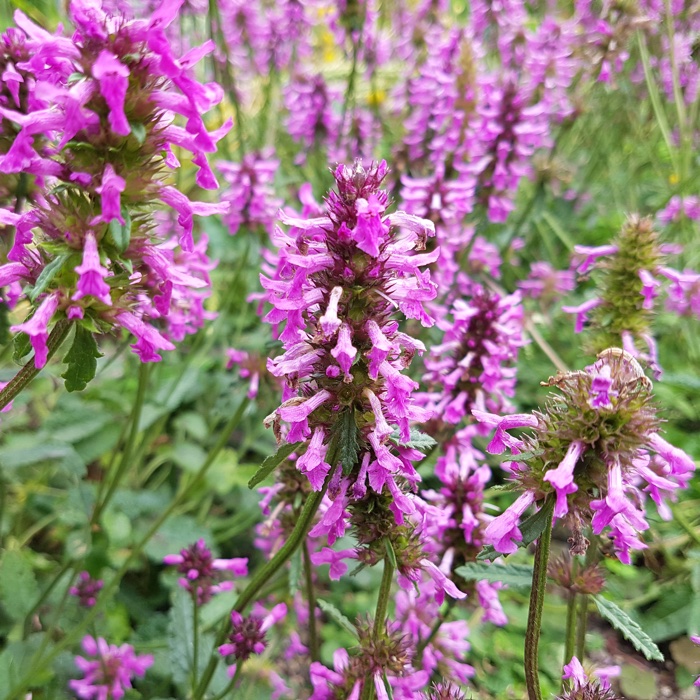 Perennial plant gardens by Piet Oudolf