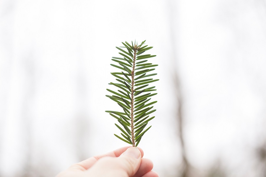 La Botanica di BAM: Pinus Nigra