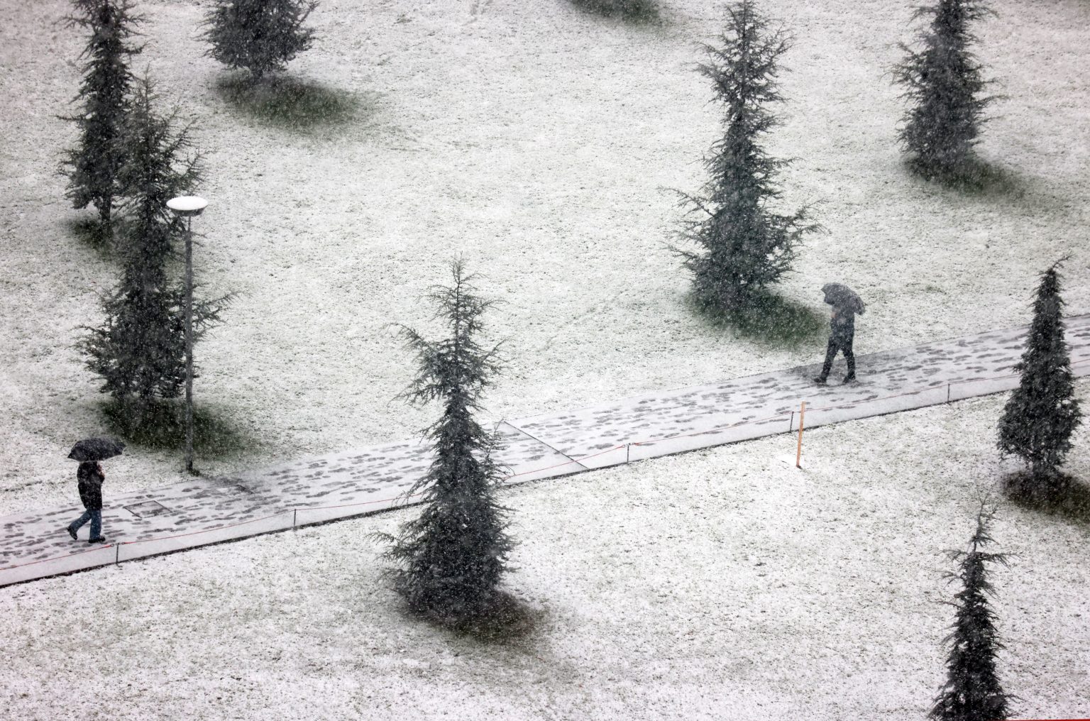 La botanica di BAM: è arrivato l’inverno!