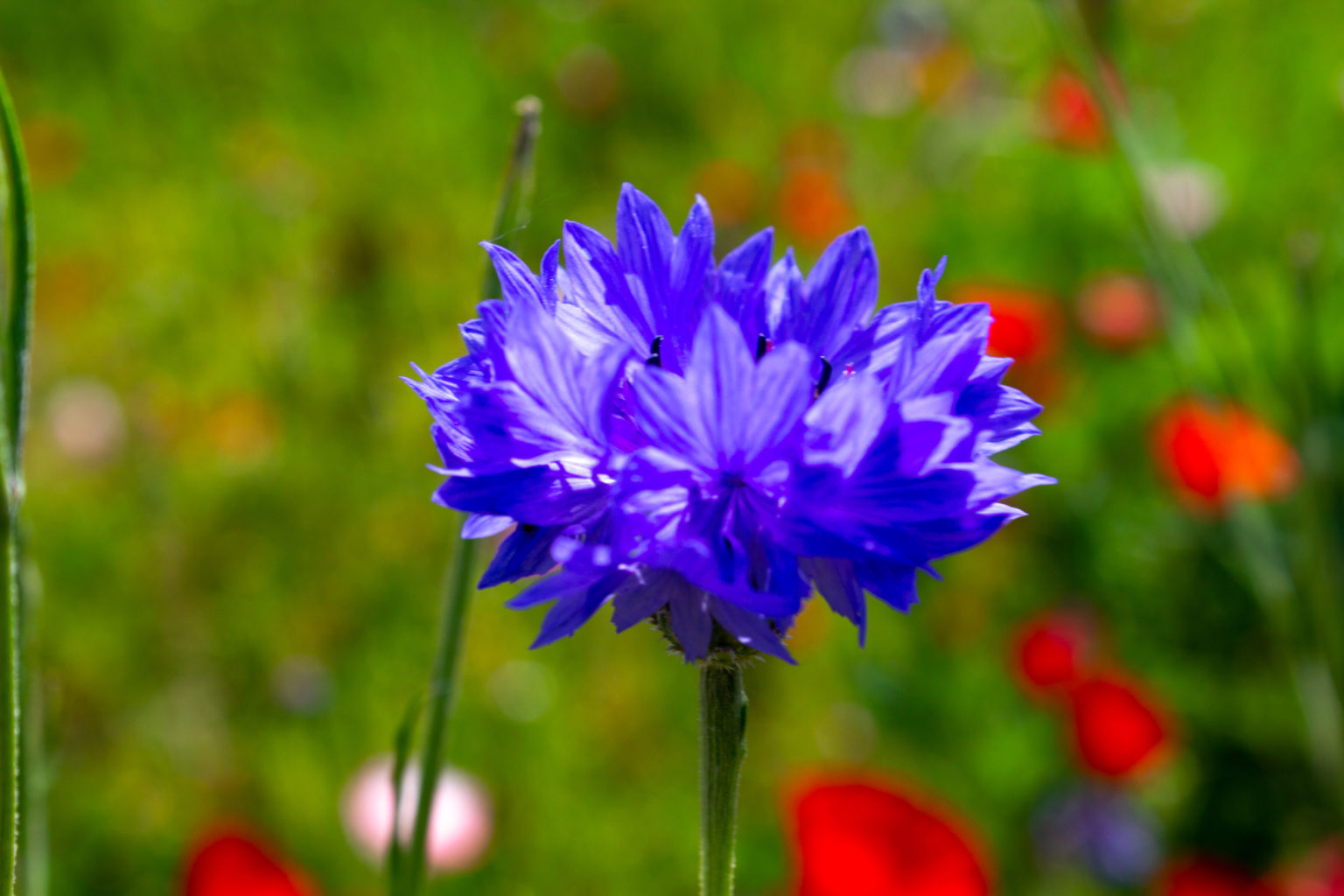 La Botanica di BAM: è tempo di fiori!